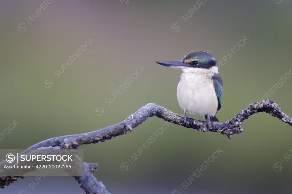 Collared / Mangrove Kingfisher - sitting on old mangrove roots overlooking mudflats and mangroves - perch has small barnacles attached showing that the tide covers the plant  (Todramphus chloris). Bowen - Queensland - Australia.