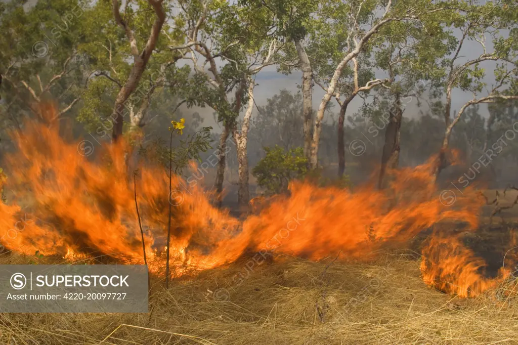 Wildfire in the bush - the flames of a raging bushfire burn up dried grass and gum trees. Black smoke darkens the sky and casts a depressing atmosphere over the land . Northern Territory, Australia    .