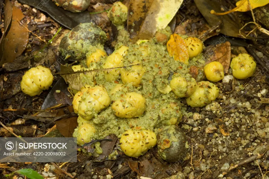 fresh cassowary droppings (Casuarius casuarius). Tam O'Shanter National Forest, Wet Tropics World Heritage Area, Queensland, Australia. The droppings of the cassowary vary in colour according to the fruits it has eaten. It is one of the few animal which feeds on rather large berries and fruits. After digesting the fruits it drops the seeds of this trees and they are now able to germinate.