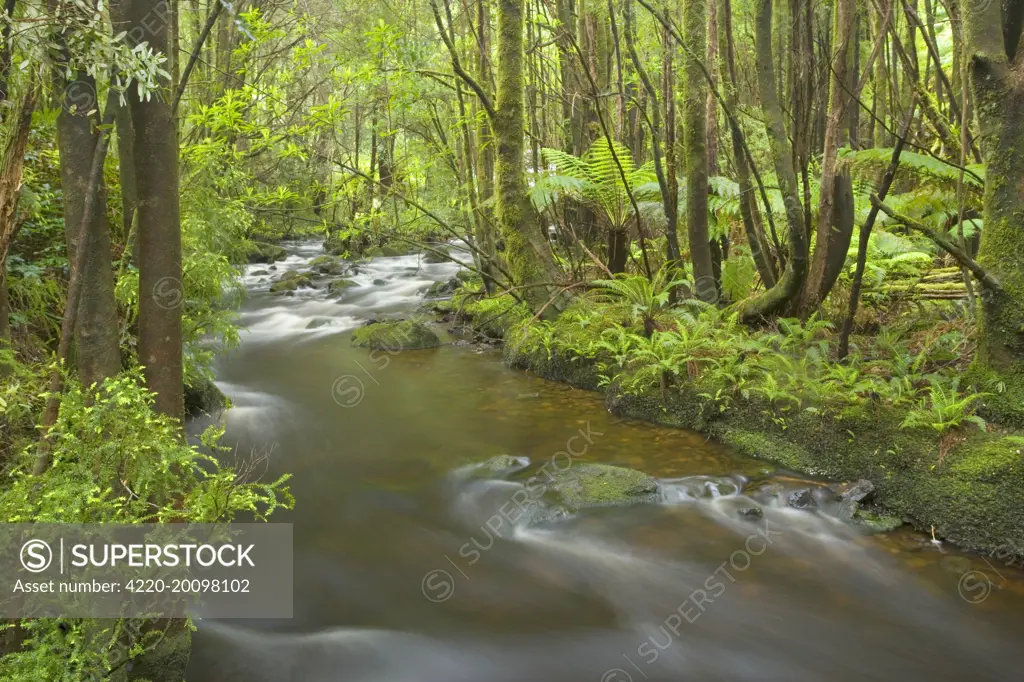 Creek in temperate rainforest - magnificent Nelson Falls creek meanders through lush, cool temperate rainforest, which is dominated by ferns and lichen and moss-covered trees. Nelson Valley, Franklin-Gorden Wild Rivers National Park, Tasmania, Australia.