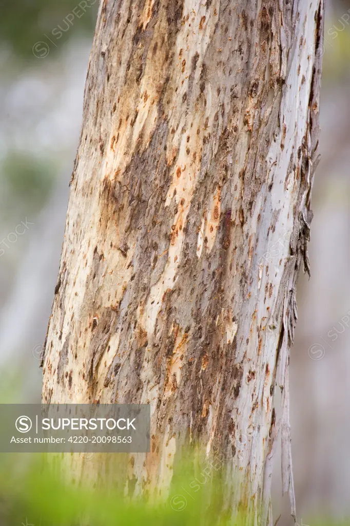 Koala scratch marks - deep marks on a Manna Gum Tree, made by Koala's tough and sharp claws. (Eucalyptus viminalis). Cape Otway, Victoria, Australia also called White Gum. Manna Gum are one of the Koala's favourite feeding trees.