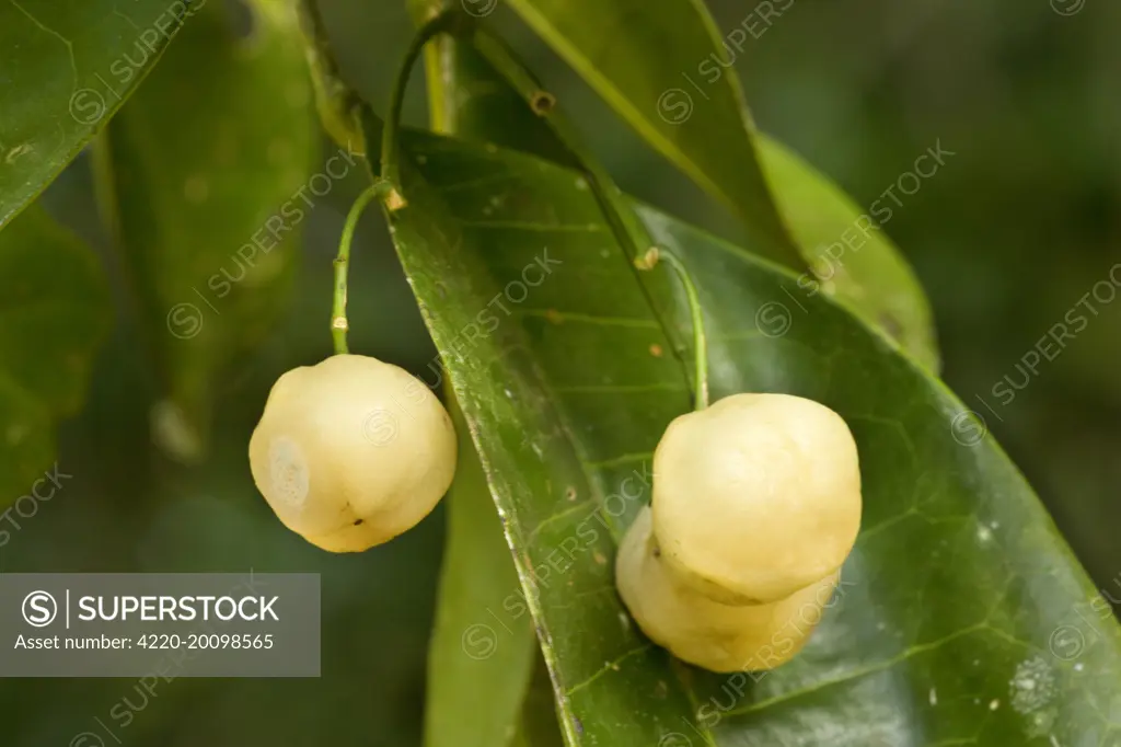 Lemon Aspen - ripe and heavily lemon-scented fruits hanging from the tree in tropical rainforest.  (Acronychia acidula). Atherton Tablelands, Queensland, Australia. This fruit is a prime foodsource for the threatened Southern Cassowary.