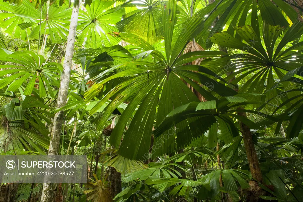 Licuala Fan Palm - in tropical rainforest. (Licuala ramsayi). Daintree National Park, Wet Tropics World Heritage Area, Queensland, Australia.