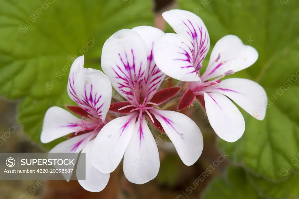 Native Storksbill  (Pelargonium australe). Bay of Fires, Tasmania, Australia.