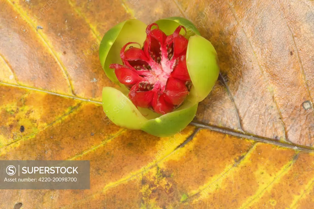 Red Beech fruit - fallen fruit of the Red Beech (Dillenia alata). Daintree National Park, Wet Tropics World Heritage Area, Queensland, Australia. The fruits of this trees are edible.