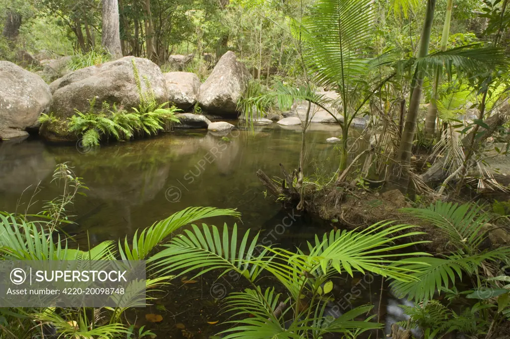 Tropical rainforest . Paluma Range National Park, Wet Tropics World Heritage Area, Queensland, Australia.