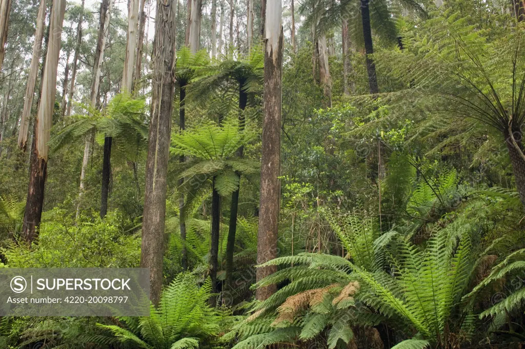 Wet Sclerophyll Forest - consisting of mainly Mountain Ash trees and impressive tree ferns and ground ferns (Eucalyptus regnans). Yarra Ranges National Park, Victoria, Australia. Mountain Ash is an Eucalypt. It is also known as Victorian AshSwamp Gum, Tasmanian Oak or Stringy Gum.