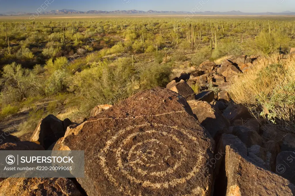 Petroglyphs in desert - ancient Petroglyphs and sonora desert with Saguaro Cacti and other sonoran desert plants. Sagurao National Park, Arizona, USA.