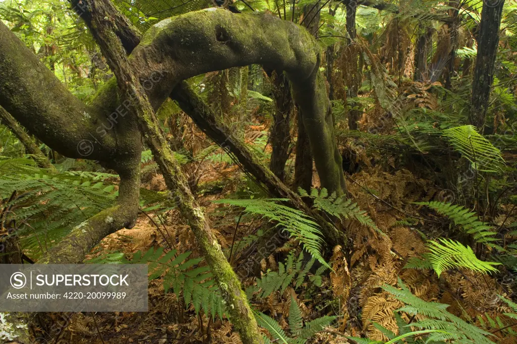 Rainforest - lush temperate rainforest with ferns and twining roots of  a big Kamahi tree (Weinmannia racemosa). Coromandel Peninsula, North Island, New Zealand.