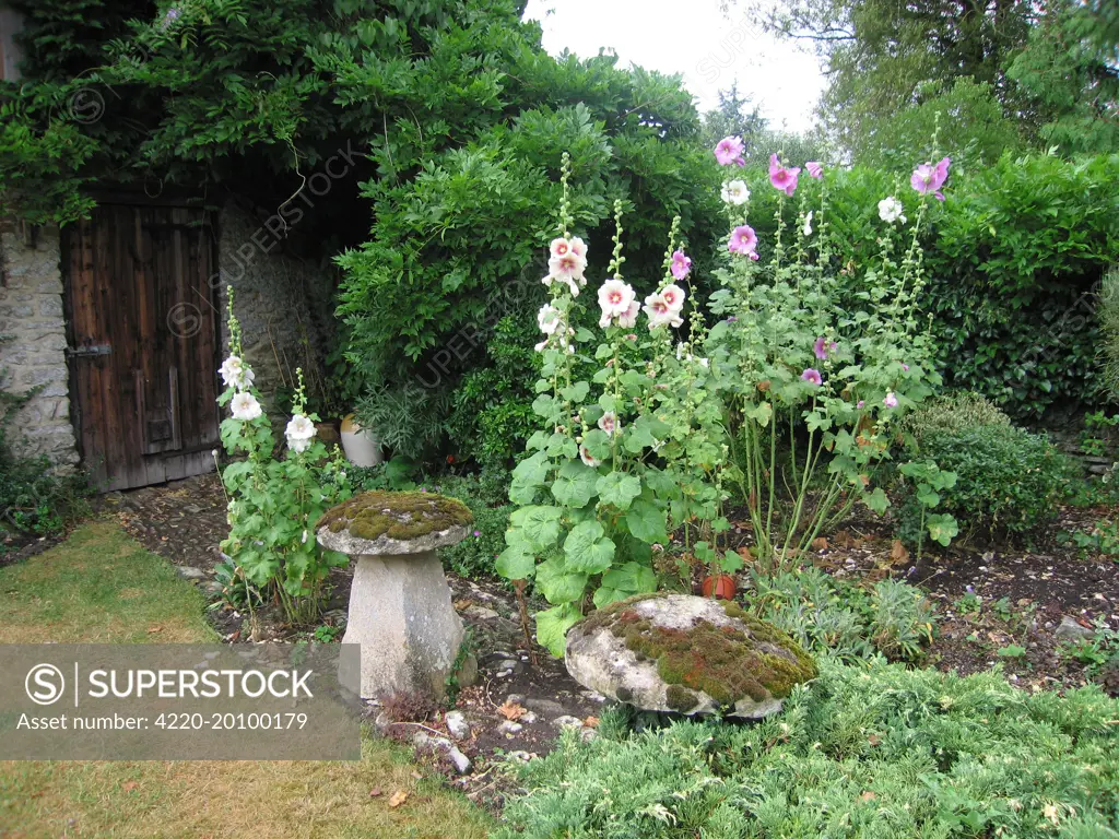 Hollyhocks - In garden outside old barn 