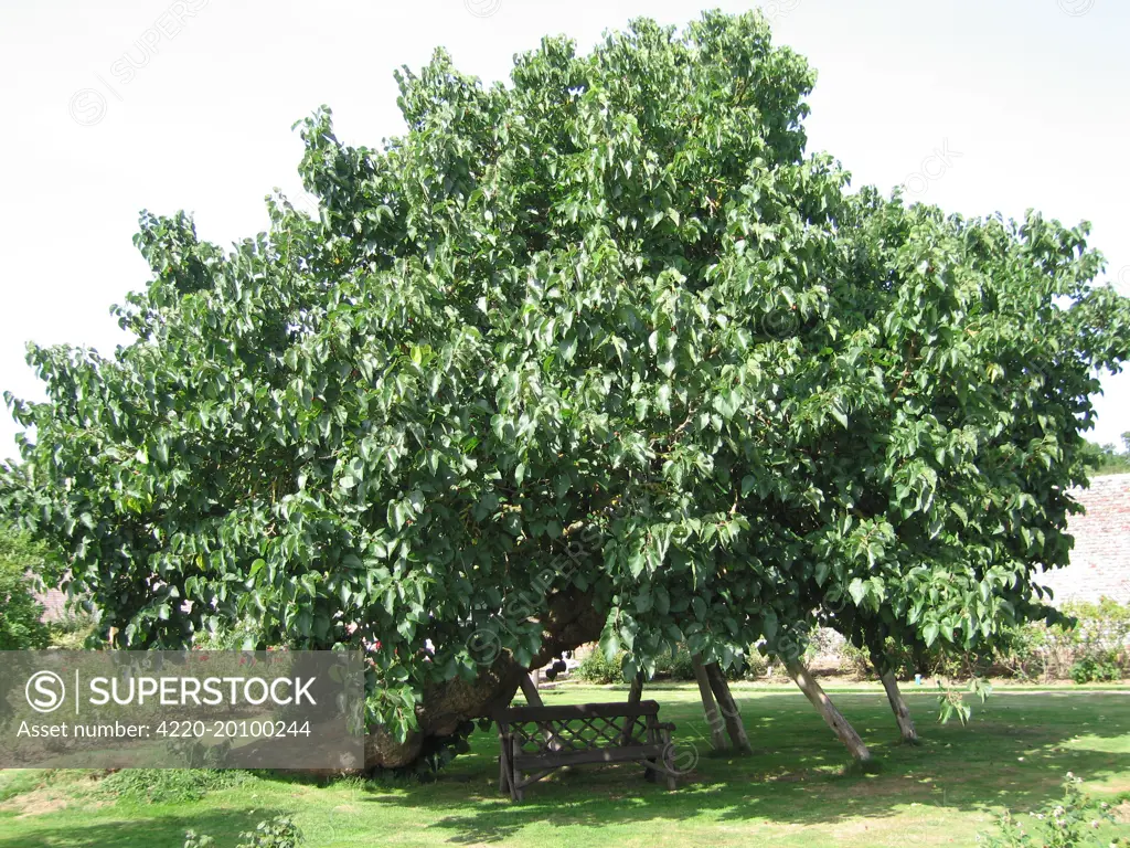 Black / Common Mulberry Tree (Morus nigra). Herstmonceux Castle, UK.