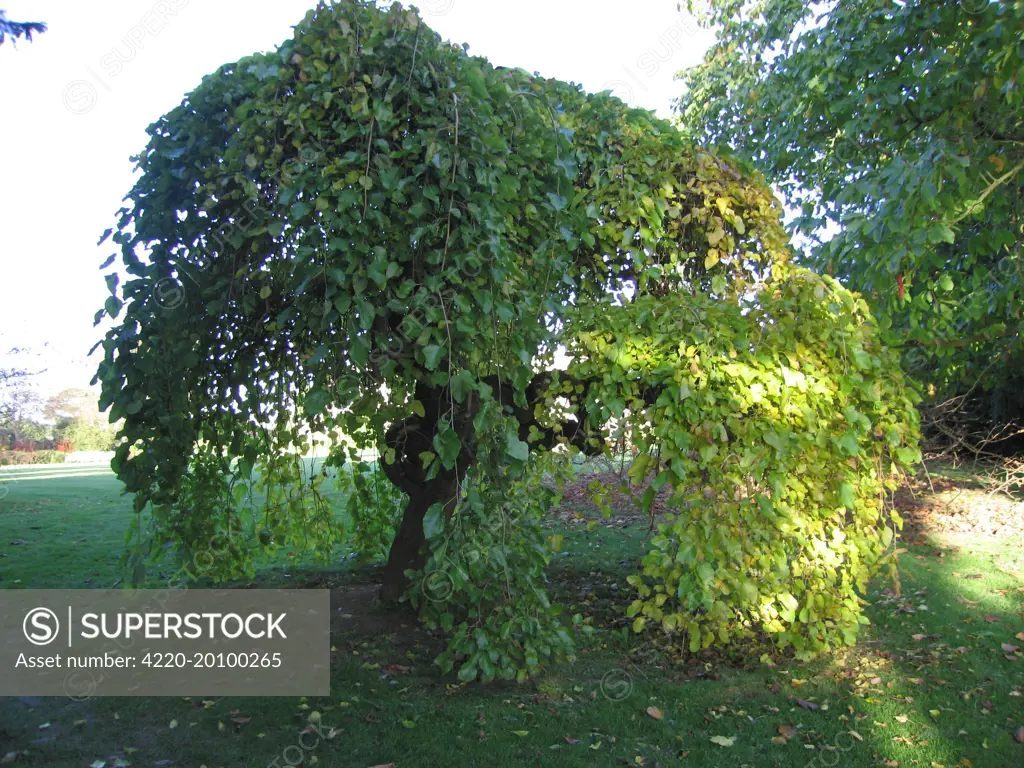 Weeping White Mulberry Tree (Morus alba 'Pendula')