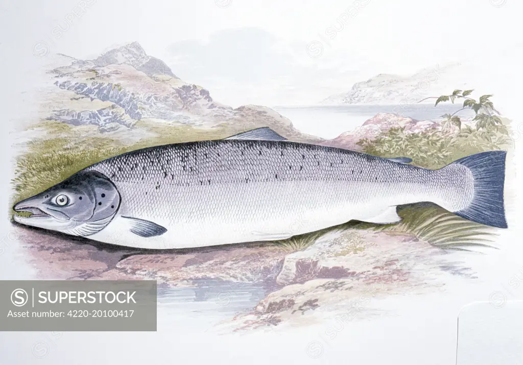 Print - 19 century coloured lithograph of SALMON 