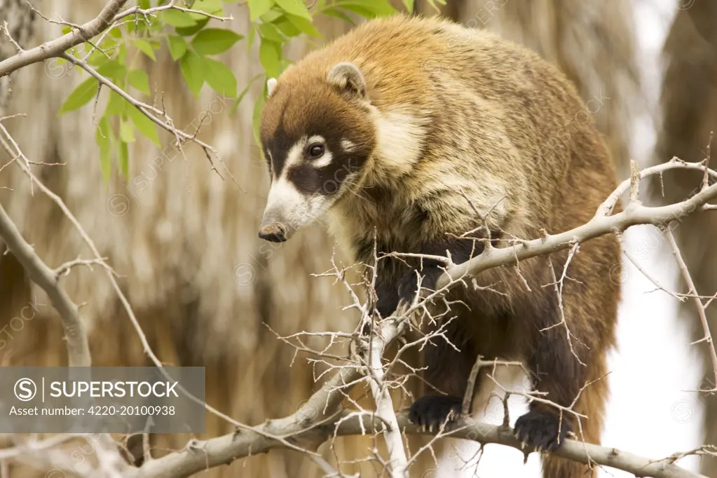 White-nosed Coati  (Nasua narica). Tucson, Arizona, USA.