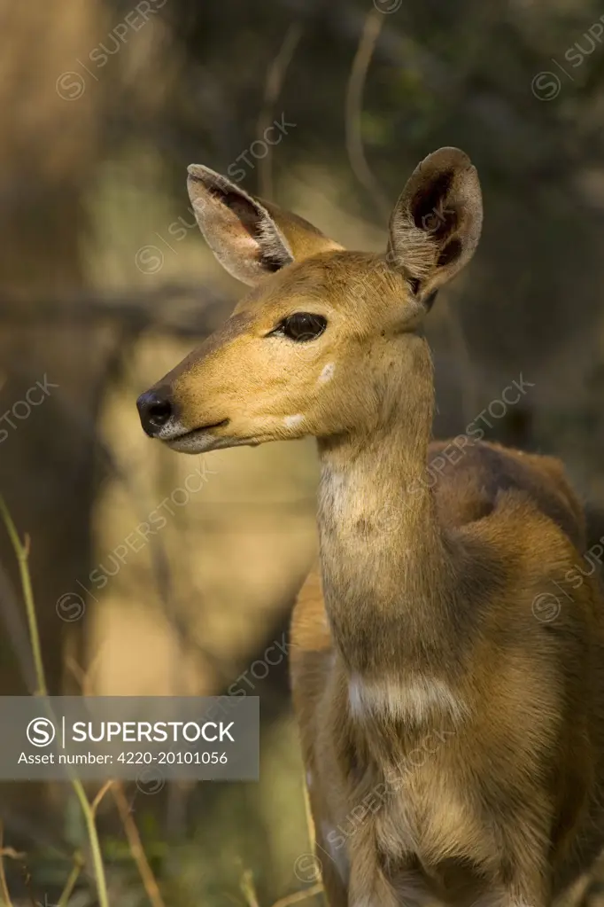 Bushbuck - Female in the evening. (Tragelaphus scriptus). Kruger National Park, South Africa.