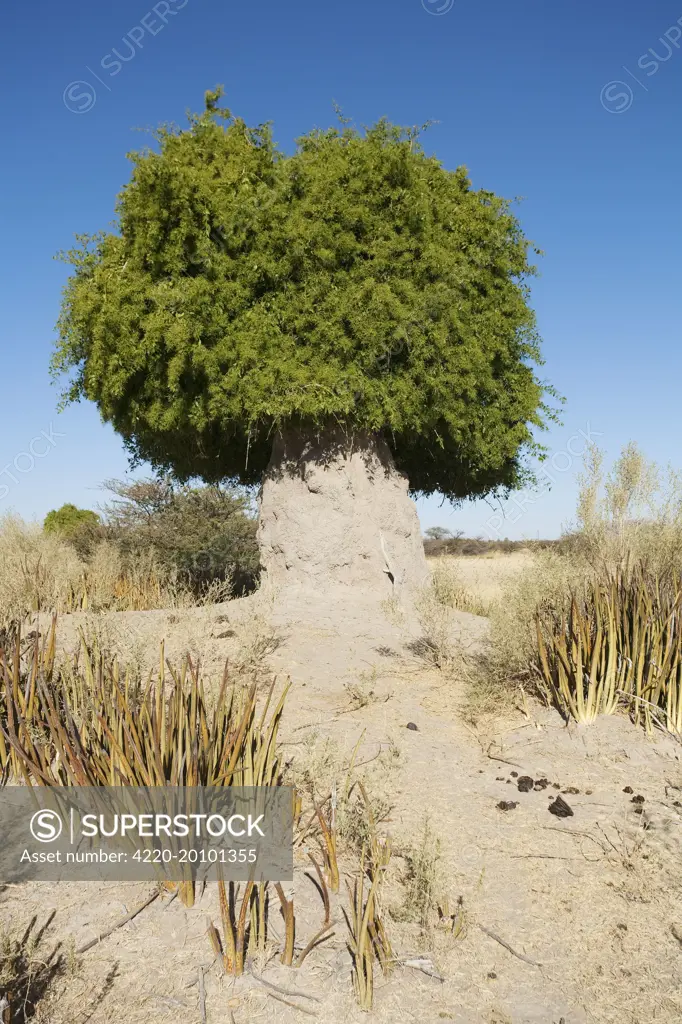 Mustard Bush / Toothbrush Tree - growing on and around a termite hill (Salvadora persica). Owamboland - Omusati region - northern Namibia.