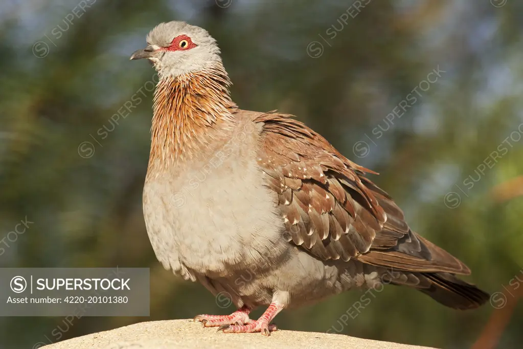 Speckled Pigeon (Columba guinea). Erongo Mountains, Namibia.