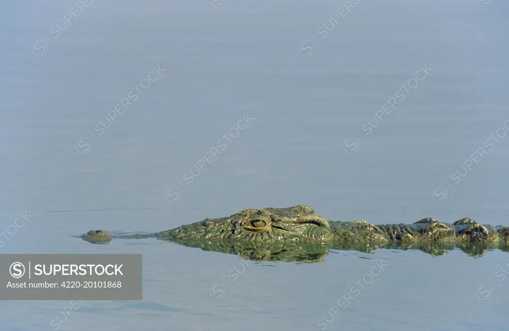 Nile Crocodile - just appearing above water (Crocodylus niloticus). Kruger National Park - South Africa.