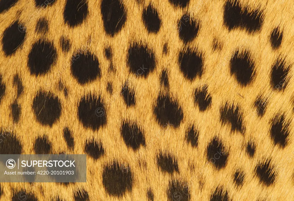 Cheetah - skin patterns (Acinonyx jubatus). Namibia - Africa.