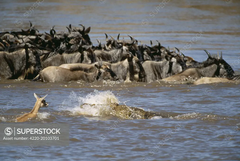 Nile Crocodile - Eating Thomson's Gazelle (Crocodylus niloticus)