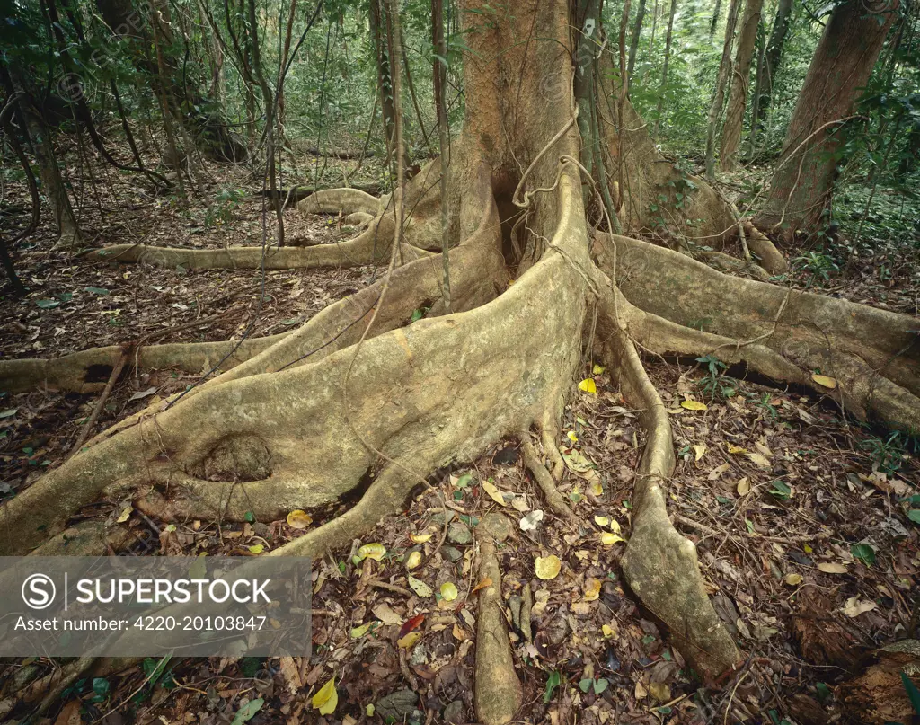 Lowland tropical rainforest with buttress tree roots . Cape Tribulation Section, Daintree  National Park, Queensland, Australia.