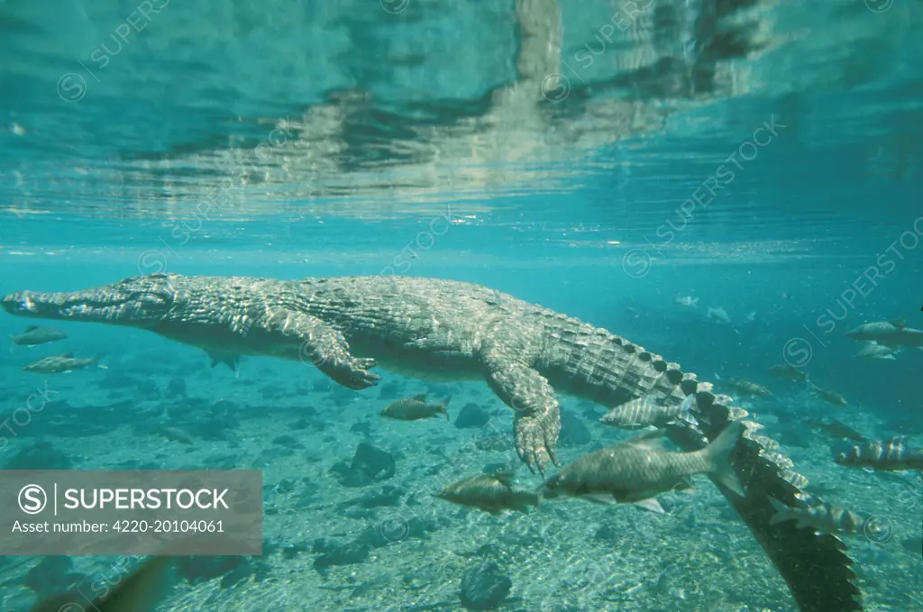 Nile Crocodile - underwater (Crocodylus niloticus). Kenya.