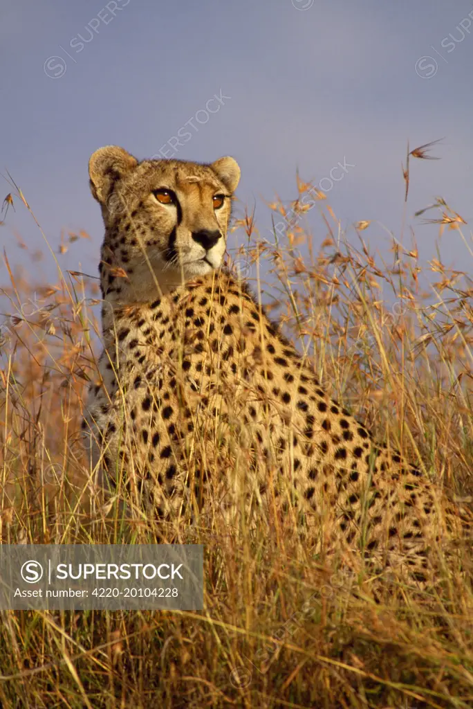 Cheetah (Acinonyx jubatus). Maasai Mara, Kenya, Africa.