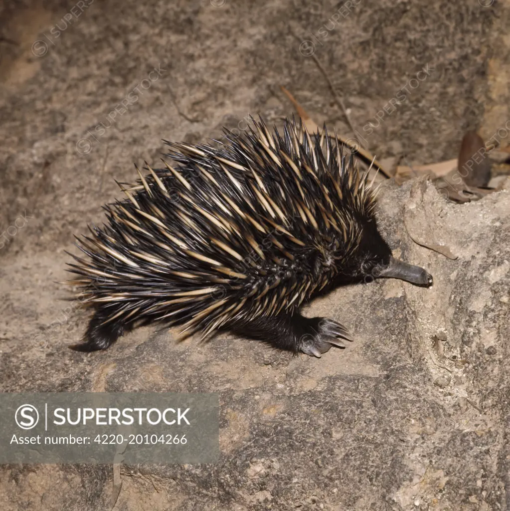 Short-beaked / short-nosed / Spiny ECHIDNA - Also known as a Spiny Anteater (Tachyglossus aculeatus). Distribution: Australia, Tasmania and SE New Guinea.