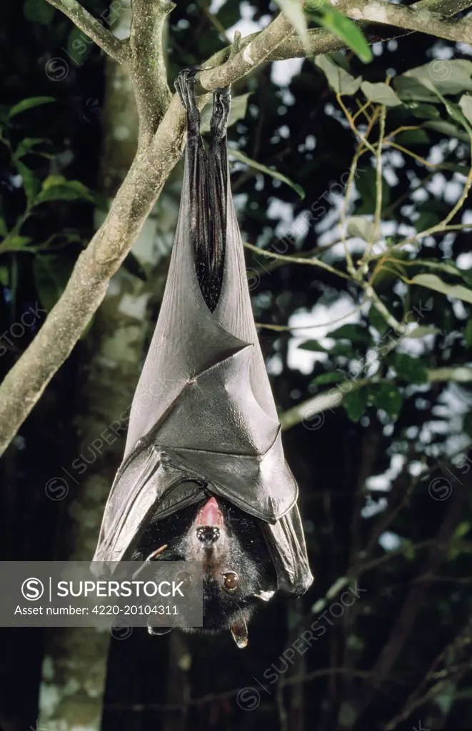 Largest Australian Fruit Bat / Black Flying Fox (Pteropus alecto). Distribution: Northern Territory &amp; Queensland Australia also Papua New Guinea Indonesia.