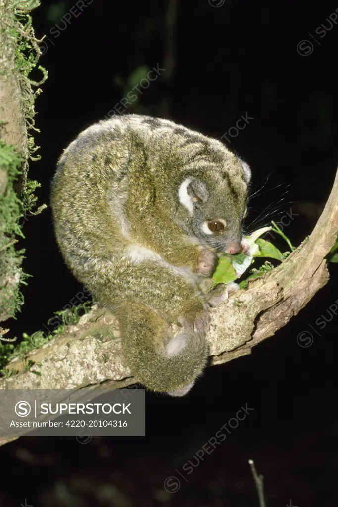 Green Ringtail Possum - eating leaf (Pseudocheirus archer)