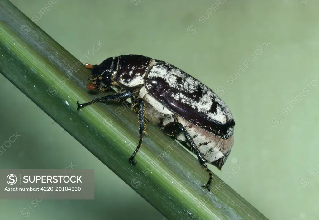 CANE BEETLE - sugar cane pest ('Ptilorus' dermolepida albohirtum )