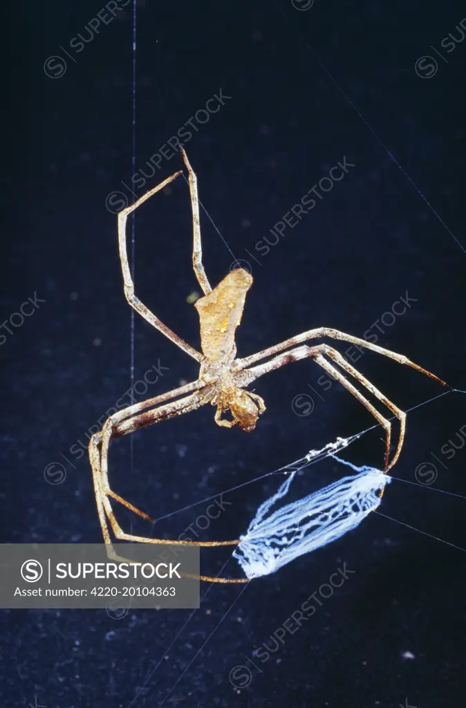 Spider - female net casting (Deinopis Subrufa). Australia. Fam: Deinopidae.