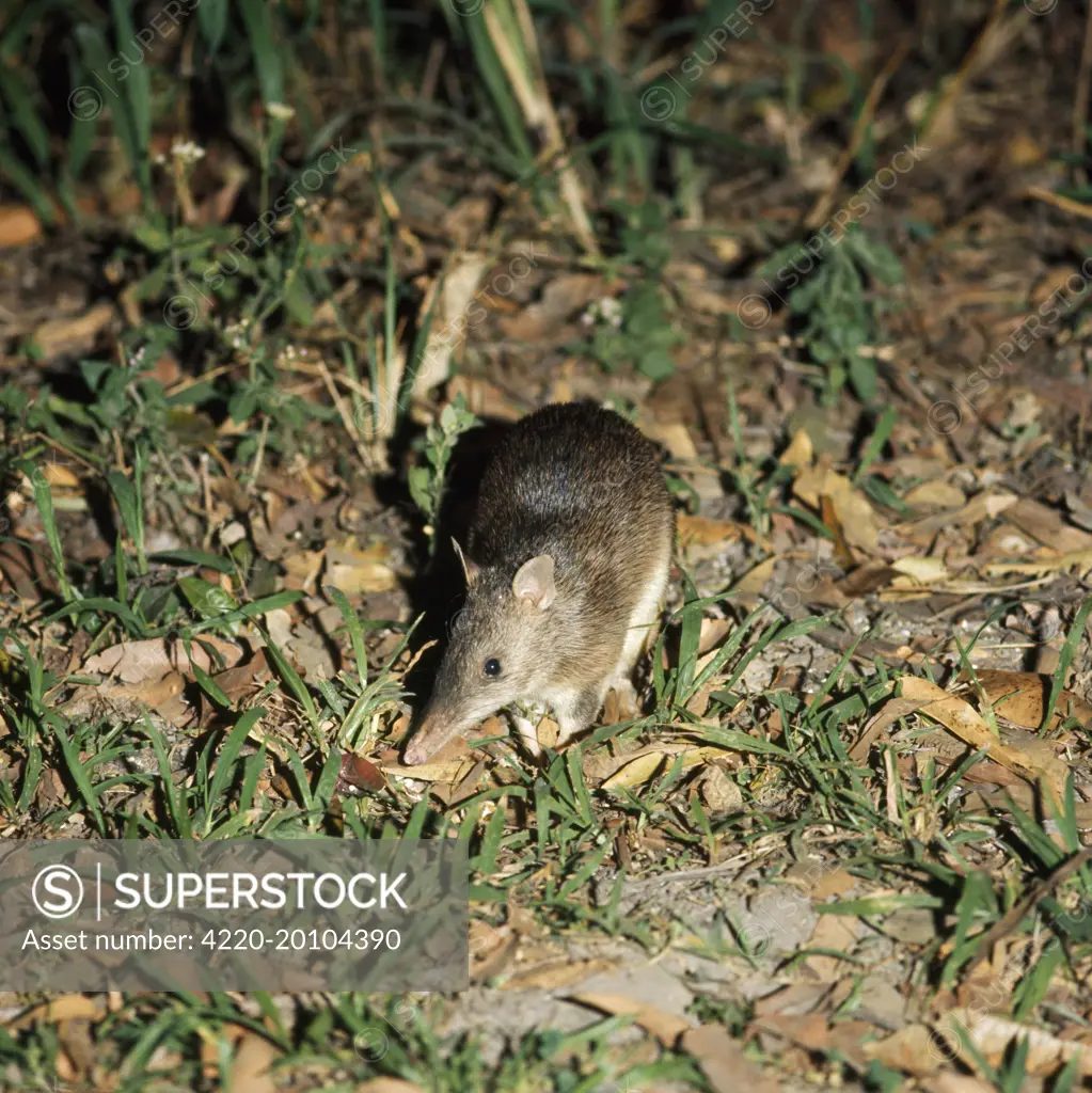 Long-nosed Bandicoot (Perameles nasuta)