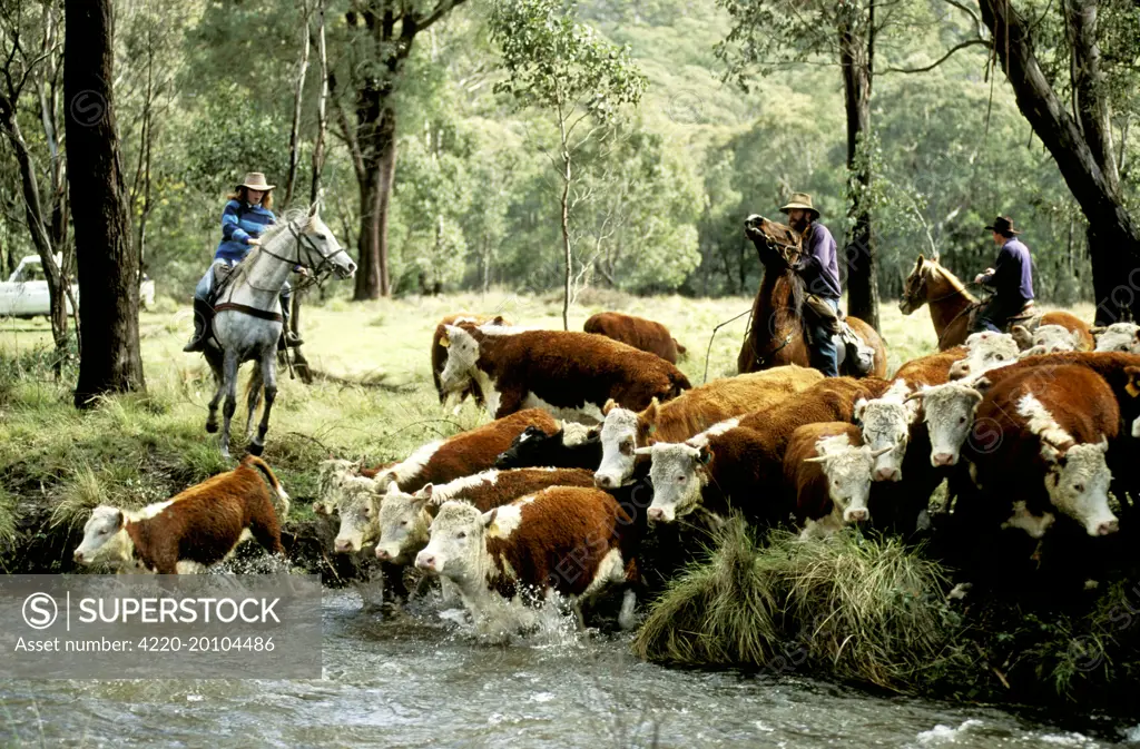 Stockman mustering cattle Tom Groggin Station. Victoria, Australia.