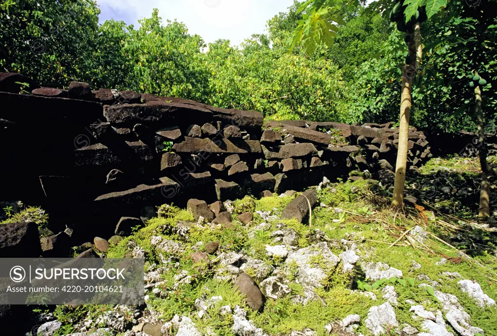 Pahn Kadira, with the residential complex of the Sau Deleur chiefs, 115 meters long Nan Madol fortress (c.1200 AD). Pohnpei, Micronesia.