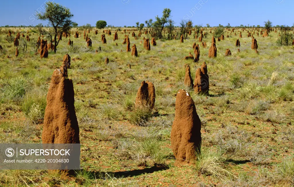 Mounds of termite  (Amitermes vitiosus). Tanami Desert, Northern Territory, Australia.