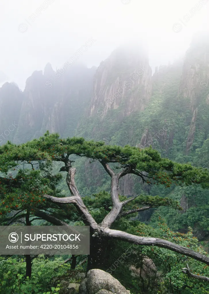 Mount Huangshan / Yellow Mountains, endemic pine (Pinus huangshanensis) - In mist. CHINA. sub-tropical.