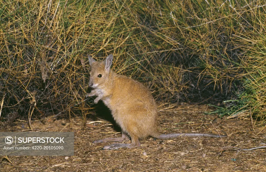 Rufous Bettong or Rufous RAT-KANGAROO (Aepyprymnus rufescens). Nocturnal. Has tail prehensile to carry nesting materials.