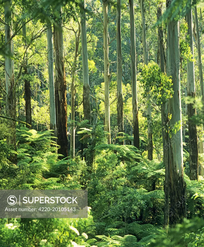 Temperate rainforest with Mountain Ash and Tree Ferns (Cyathea australis) (Eucalyptus regnans). Tarra - Bulga National Park - East Gippsland - Victoria - Australia.