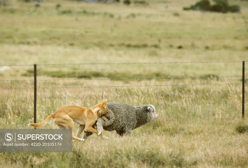 Dingo - Catching sheep (Canis lupus dingo). East coast - New South Wales - Australia.