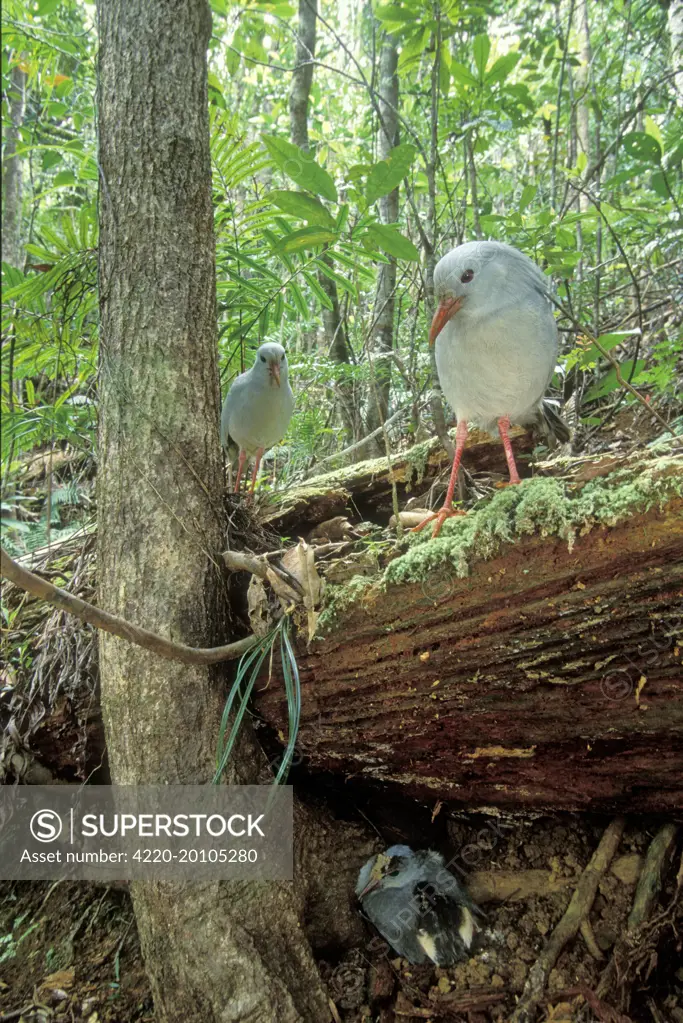 Kagu (Rhynochetos jubatus) parents leaving chick part-hidden while they forage (Rhynochetos jubatus). New Caledonia, endemic to rainforests of New Caledonia.