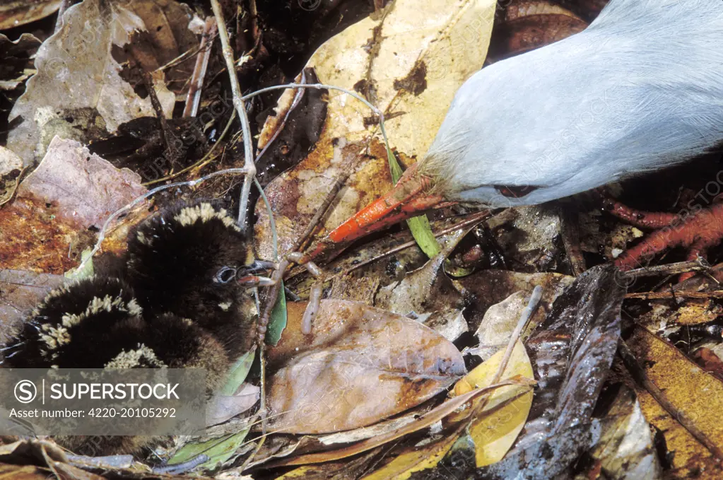 Kagu (Rhynochetos jubatus) chick between 7 and 8 hours old, getting its first meal of a worm (Rhynochetos jubatus). New Caledonia, endemic to rainforests of New Caledonia.