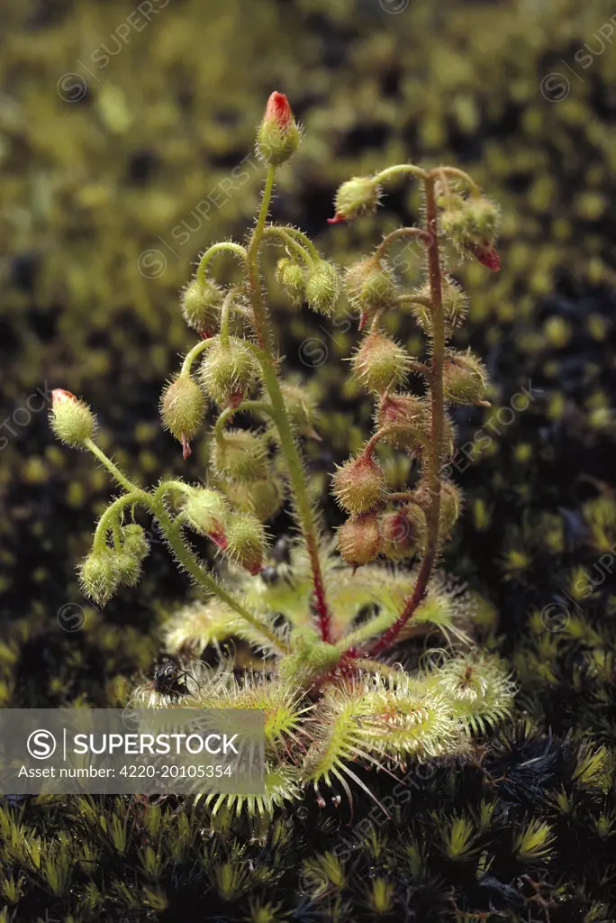 Pimpernel Sundew - on granite outcrop (Drosera glanduligera). Shannon National Park, Western Australia.