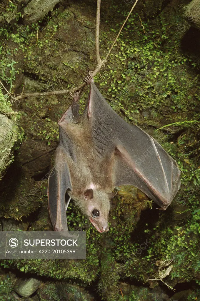 Roussette Bat - Hanging upside down (Rousettus amplexicaudatus). Papua New Guinea, SE Asia, Indonesia.