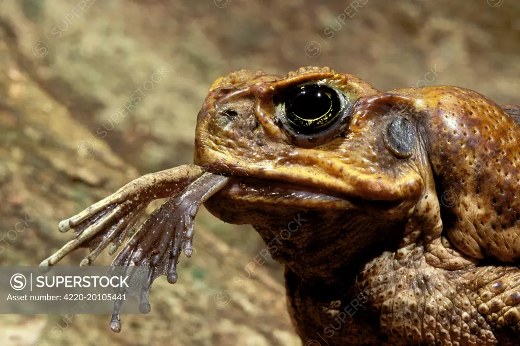 Cane Toad - close up, frog legs dangling from mouth (Bufo marinus). tropical rainforest, Queensland, Australia.