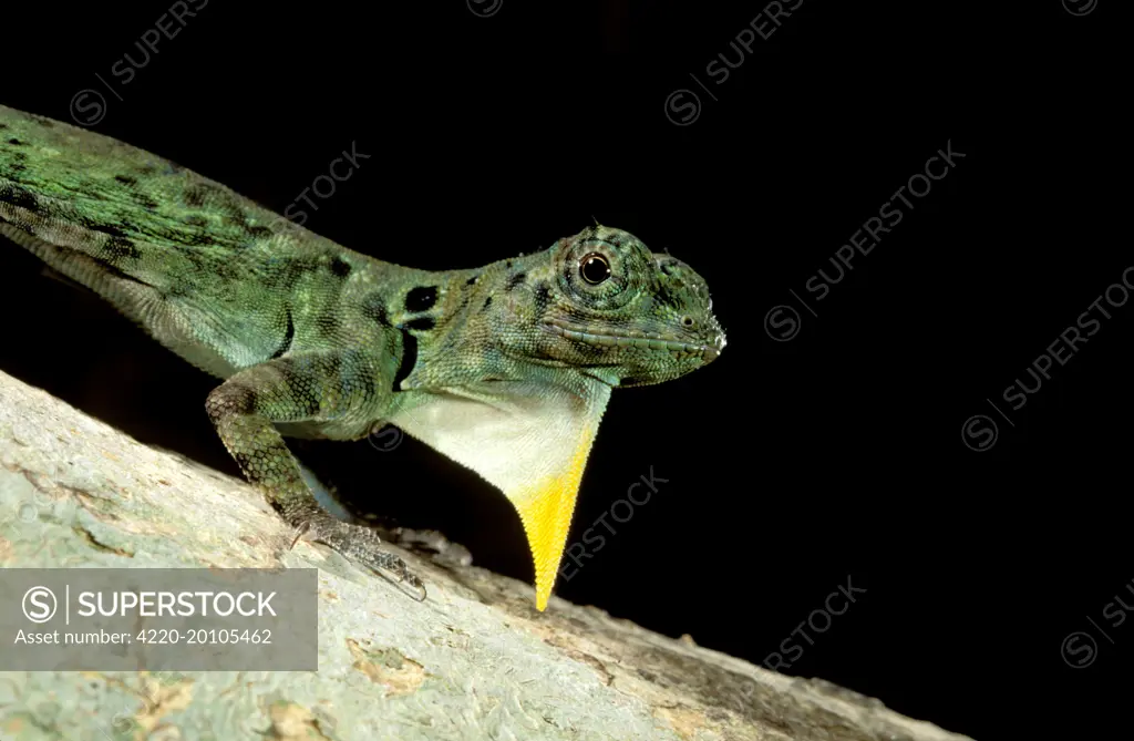 Flying Lizard  (Draco volans). Borneo, Malaysia.