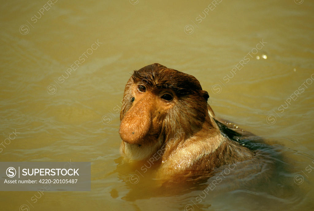 Proboscis Monkey (nasalis Larvatus) Swimming Across River (nasalis 