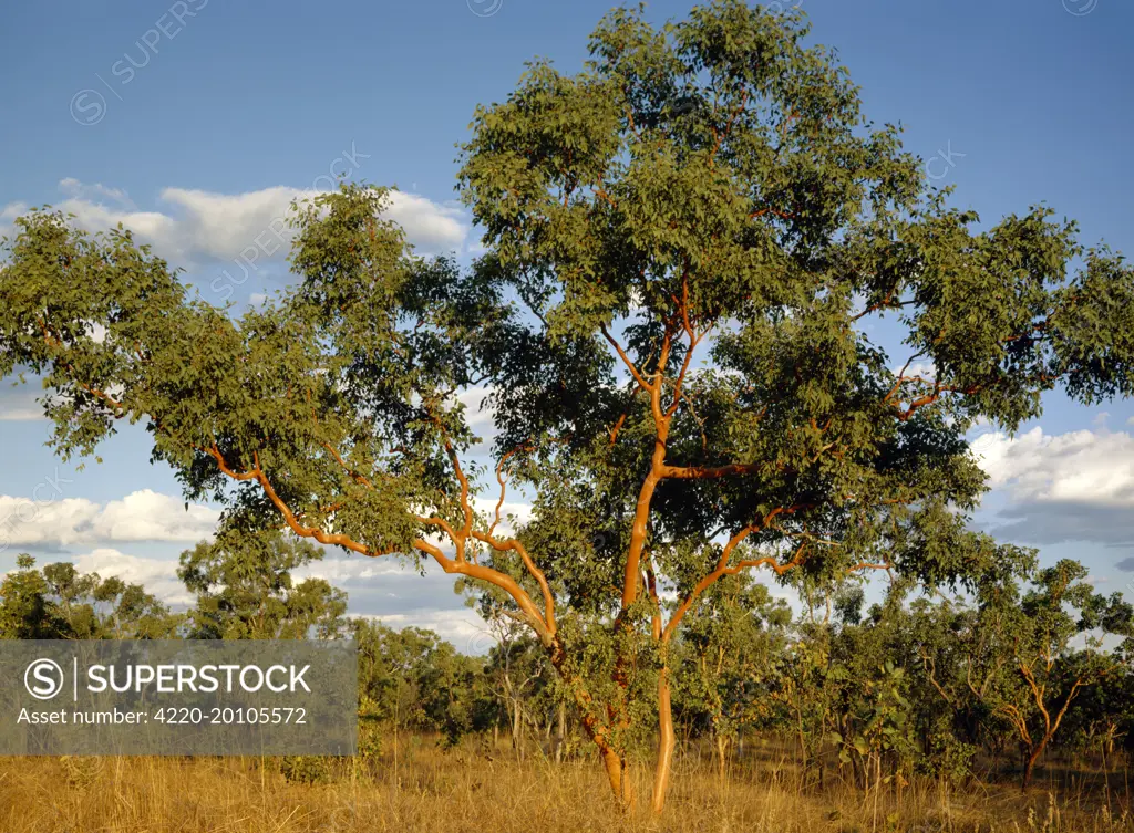 Salmon Gum nest tree species for the endangered Gouldian finch (Eucalyptus tintinnans). near Katherine, Northern Territory, Australia.