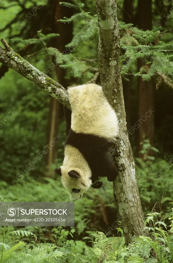 Giant Panda - Upside down in tree (Ailuropoda melanoleuca). Wolong Reserve - Sichuan - China. sub-tropical.