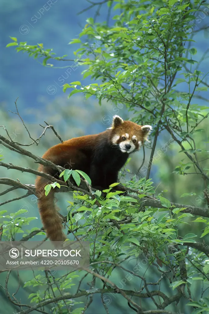 Lesser / Red Panda - In tree  (Ailurus fulgens). Wolong Reserve - Sichuan - China. sub-tropical.